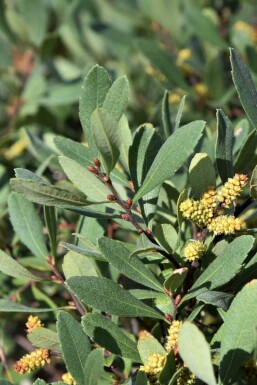 Pors Myrica gale busk Myrica gale