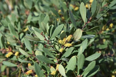 Pors Myrica gale busk Myrica gale