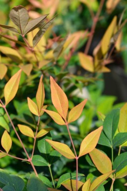 Himmelsk bambus Nandina domestica 'Gulfstream' busk Nandina domestica 'Gulfstream' busk