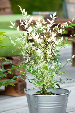 Himmelsk bambus Nandina domestica 'Twilight' busk Nandina domestica 'Twilight' busk