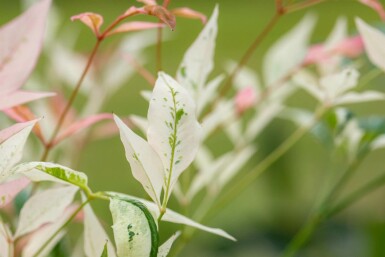 Himmelsk bambus Nandina domestica 'Twilight' busk Nandina domestica 'Twilight' busk