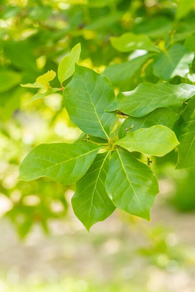Nyssa sylvatica busk 40-60 cm