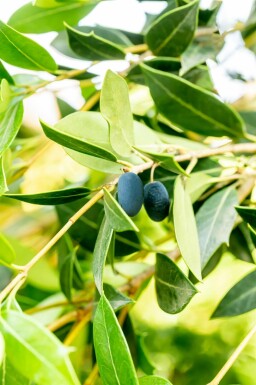 Osmanthus heterophyllus busk 80-100 cm