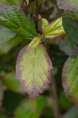 Jerntræ Parrotia persica 'Persian Spire' busk Parrotia persica 'Persian Spire' busk