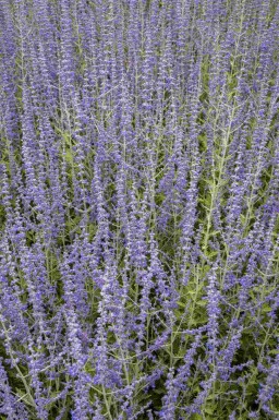 Russisk salvie Perovskia atriplicifolia busk Perovskia atriplicifolia busk