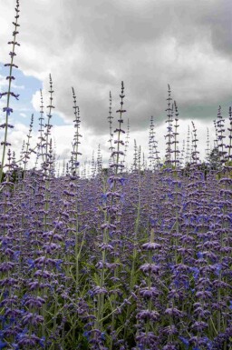 Russisk salvie Perovskia atriplicifolia busk Perovskia atriplicifolia busk