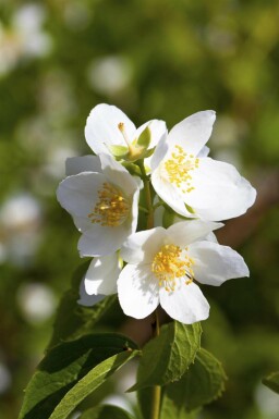 Pibeved Philadelphus coronarius busk Philadelphus coronarius busk