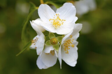 Pibeved Philadelphus coronarius busk Philadelphus coronarius busk
