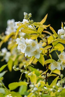 Pibeved Philadelphus coronarius 'Aureus' busk Philadelphus coronarius 'Aureus' busk