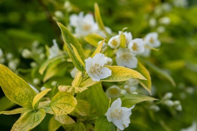 Pibeved Philadelphus coronarius 'Aureus' busk Philadelphus coronarius 'Aureus' busk