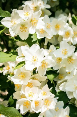 Uægte jasmin Philadelphus 'Lemoinei' busk Philadelphus 'Lemoinei' busk
