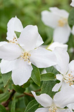 Pibeved Philadelphus 'Manteau d'Hermine' busk Philadelphus 'Manteau d'Hermine' busk