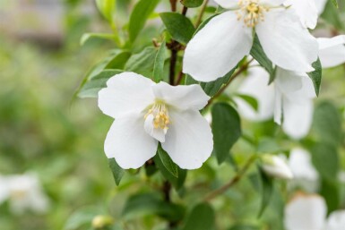 Pibeved Philadelphus 'Manteau d'Hermine' busk Philadelphus 'Manteau d'Hermine' busk