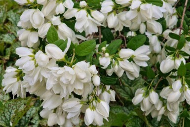 Pibeved Philadelphus 'Snowbelle' busk Philadelphus 'Snowbelle' busk