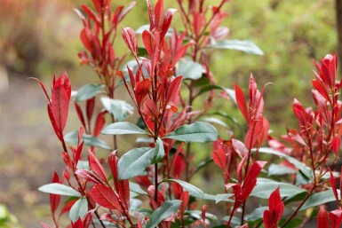 Glansmispel Photinia fraseri 'Carré Rouge' busk Photinia fraseri 'Carré Rouge' busk
