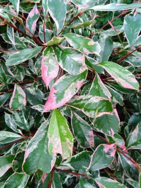 Glansmispel Photinia fraseri 'Pink Marble' busk Photinia fraseri 'Pink Marble' busk