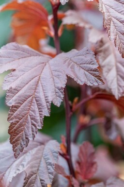 Dværg blærespirea Physocarpus opulifolius 'Little Angel' busk Physocarpus opulifolius 'Little Angel' busk