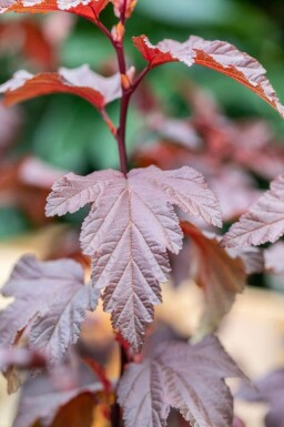 Dværg blærespirea Physocarpus opulifolius 'Little Angel' busk Physocarpus opulifolius 'Little Angel' busk