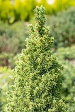 Dværggran Picea glauca 'Conica' busk Picea glauca 'Conica'