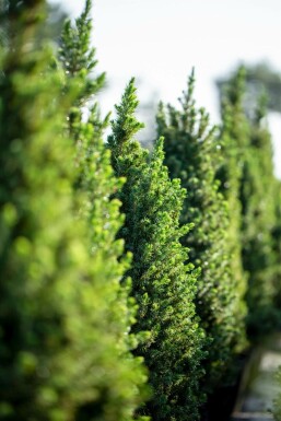 Dværggran Picea glauca 'Conica' busk Picea glauca 'Conica'