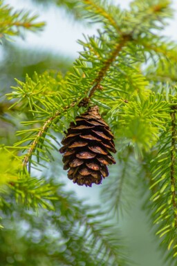 Serbisk gran Picea omorika busk Picea omorika