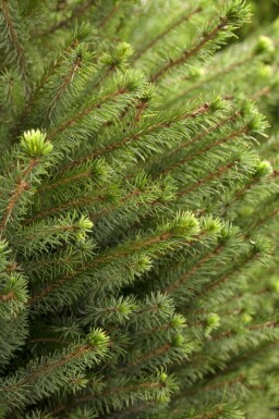 Serbisk gran Picea omorika busk Picea omorika