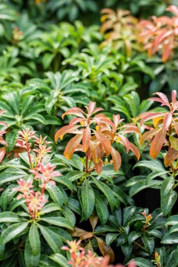 Japansk pieris Pieris japonica 'Bonfire' busk Pieris japonica 'Bonfire' busk