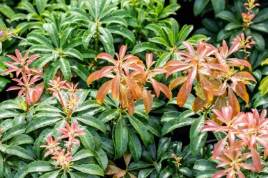 Japansk pieris Pieris japonica 'Bonfire' busk Pieris japonica 'Bonfire' busk