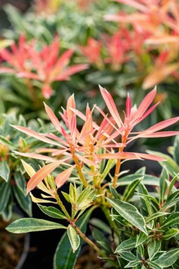 Japansk pieris Pieris japonica 'Flaming Silver' busk Pieris japonica 'Flaming Silver' busk