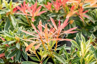 Japansk pieris Pieris japonica 'Flaming Silver' busk Pieris japonica 'Flaming Silver' busk