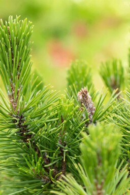 Bjergfyr Pinus mugo 'Mops' busk Pinus mugo 'Mops'