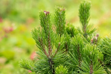 Bjergfyr Pinus mugo 'Mops' busk Pinus mugo 'Mops'