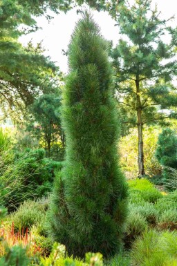 Østrigsk fyr Pinus nigra 'Green Tower' busk Pinus nigra 'Green Tower'