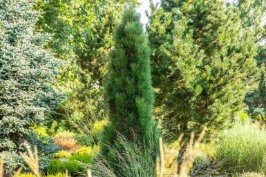 Østrigsk fyr Pinus nigra 'Green Tower' busk Pinus nigra 'Green Tower'
