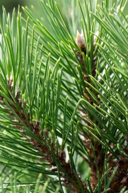 Østrigsk fyr Pinus nigra 'Nana' busk Pinus nigra 'Nana'