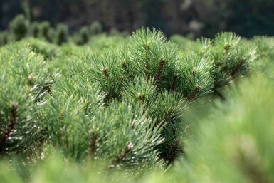 Østrigsk fyr Pinus nigra 'Nana' busk Pinus nigra 'Nana'