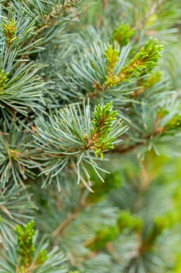 Negishi fyrretræ Pinus parviflora 'Negishi' busk Pinus parviflora 'Negishi'
