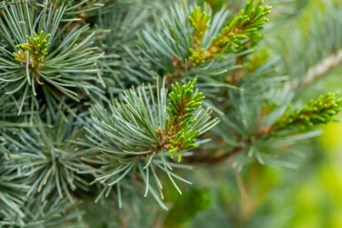 Negishi fyrretræ Pinus parviflora 'Negishi' busk Pinus parviflora 'Negishi'