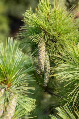 Pinus peuce