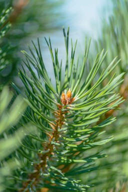 Fyrretræ Pinus sylvestris busk Pinus sylvestris busk