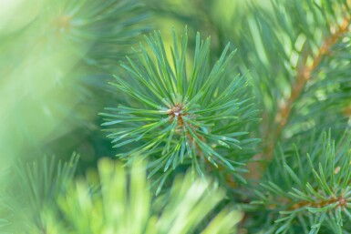 Fyrretræ Pinus sylvestris busk Pinus sylvestris busk