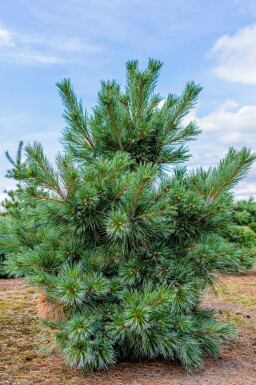 Skovfyr Pinus sylvestris 'Watereri' busk Pinus sylvestris 'Watereri' busk