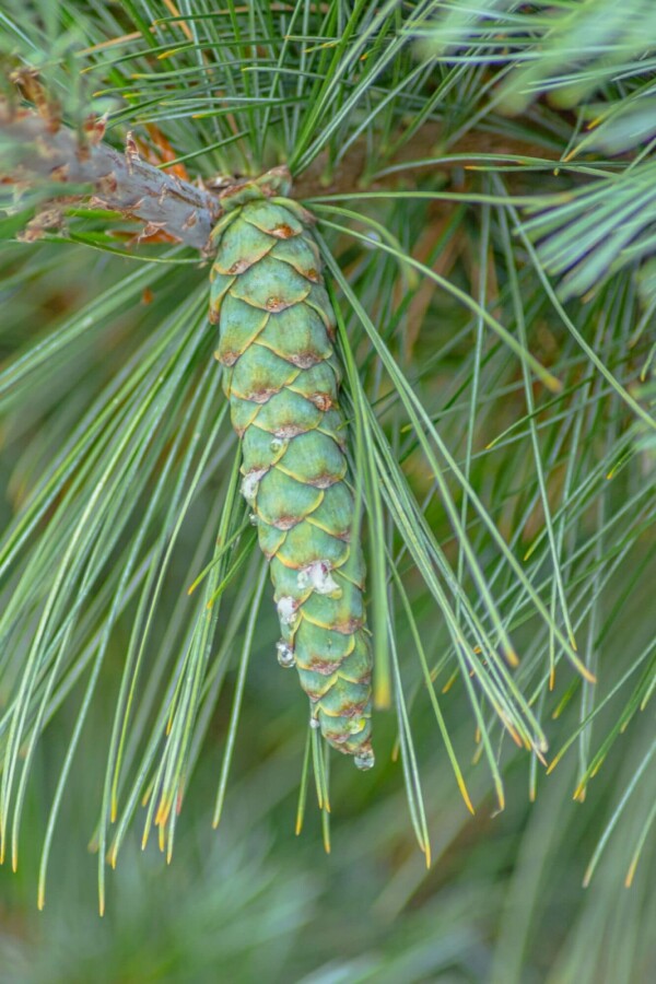 Skovfyr Pinus sylvestris 'Watereri' busk Pinus sylvestris 'Watereri' busk