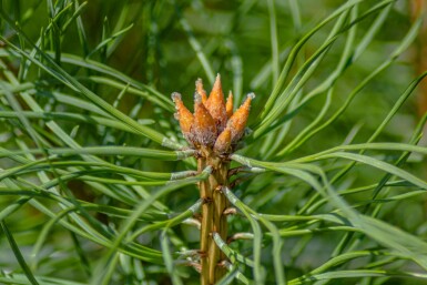 Skovfyr Pinus sylvestris 'Watereri' busk Pinus sylvestris 'Watereri' busk