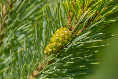 Skovfyr Pinus sylvestris 'Watereri' busk Pinus sylvestris 'Watereri' busk