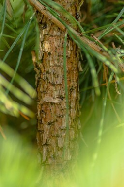 Skovfyr Pinus sylvestris 'Watereri' busk Pinus sylvestris 'Watereri' busk