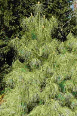 Blå fyr Pinus wallichiana busk Pinus wallichiana busk