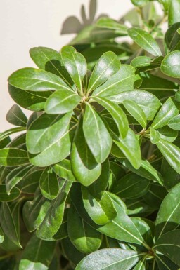 Japansk mockorange Pittosporum tobira 'Nanum' busk Pittosporum tobira 'Nanum' busk