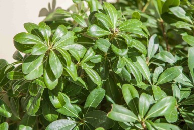 Japansk mockorange Pittosporum tobira 'Nanum' busk Pittosporum tobira 'Nanum' busk