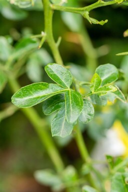 Trifoliet appelsin Poncirus trifoliata busk Poncirus trifoliata